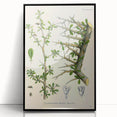 Botanical Art Prints - Vintage Balsamodendron Myrrha Illustration Art