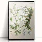 Botanical Art Prints - Vintage Balsamodendron Myrrha Illustration Art