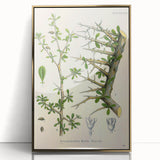 Botanical Art Prints - Vintage Balsamodendron Myrrha Illustration Art