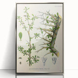 Botanical Art Prints - Vintage Balsamodendron Myrrha Illustration Art
