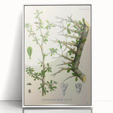 Botanical Art Prints - Vintage Balsamodendron Myrrha Illustration Art