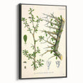 Botanical Art Prints - Vintage Balsamodendron Myrrha Illustration Art