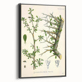 Botanical Art Prints - Vintage Balsamodendron Myrrha Illustration Art