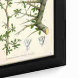 Botanical Art Prints - Vintage Balsamodendron Myrrha Illustration Art