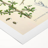 Botanical Art Prints - Vintage Balsamodendron Myrrha Illustration Art