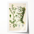 Botanical Art Prints - Vintage Balsamodendron Myrrha Illustration Art