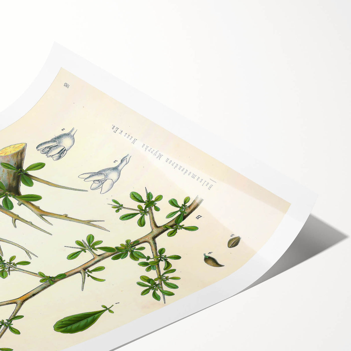 Botanical Art Prints - Vintage Balsamodendron Myrrha Illustration Art