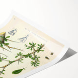 Botanical Art Prints - Vintage Balsamodendron Myrrha Illustration Art