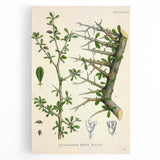 Botanical Art Prints - Vintage Balsamodendron Myrrha Illustration Art