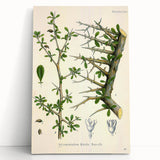Botanical Art Prints - Vintage Balsamodendron Myrrha Illustration Art