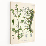 Botanical Art Prints - Vintage Balsamodendron Myrrha Illustration Art