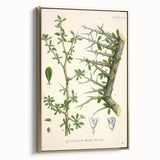Botanical Art Prints - Vintage Balsamodendron Myrrha Illustration Art