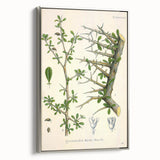 Botanical Art Prints - Vintage Balsamodendron Myrrha Illustration Art