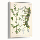 Botanical Art Prints - Vintage Balsamodendron Myrrha Illustration Art