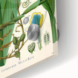 Botanical Art Prints - Vintage Elettaria Cardamomum Illustration Art