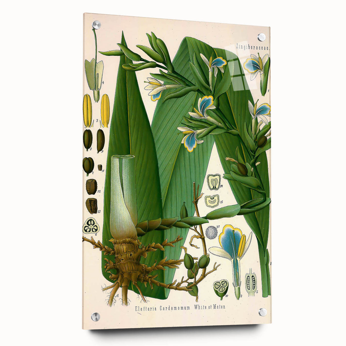 Botanical Art Prints - Vintage Elettaria Cardamomum Illustration Art