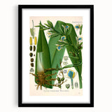 Botanical Art Prints - Vintage Elettaria Cardamomum Illustration Art