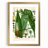 Botanical Art Prints - Vintage Elettaria Cardamomum Illustration Art