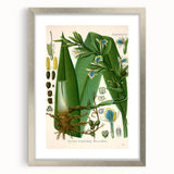 Botanical Art Prints - Vintage Elettaria Cardamomum Illustration Art