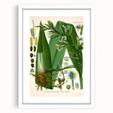 Botanical Art Prints - Vintage Elettaria Cardamomum Illustration Art