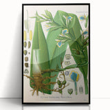 Botanical Art Prints - Vintage Elettaria Cardamomum Illustration Art