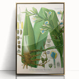 Botanical Art Prints - Vintage Elettaria Cardamomum Illustration Art
