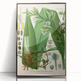 Botanical Art Prints - Vintage Elettaria Cardamomum Illustration Art