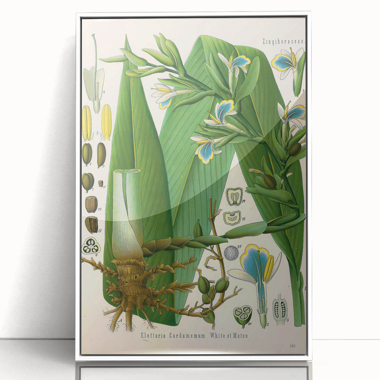 Botanical Art Prints - Vintage Elettaria Cardamomum Illustration Art