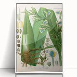 Botanical Art Prints - Vintage Elettaria Cardamomum Illustration Art