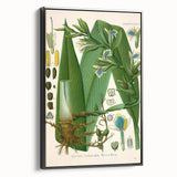 Botanical Art Prints - Vintage Elettaria Cardamomum Illustration Art