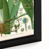 Botanical Art Prints - Vintage Elettaria Cardamomum Illustration Art