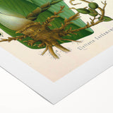 Botanical Art Prints - Vintage Elettaria Cardamomum Illustration Art