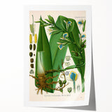 Botanical Art Prints - Vintage Elettaria Cardamomum Illustration Art