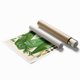 Botanical Art Prints - Vintage Elettaria Cardamomum Illustration Art