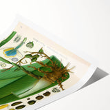 Botanical Art Prints - Vintage Elettaria Cardamomum Illustration Art