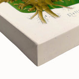 Botanical Art Prints - Vintage Elettaria Cardamomum Illustration Art