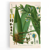 Botanical Art Prints - Vintage Elettaria Cardamomum Illustration Art
