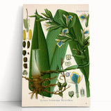 Botanical Art Prints - Vintage Elettaria Cardamomum Illustration Art