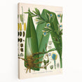 Botanical Art Prints - Vintage Elettaria Cardamomum Illustration Art