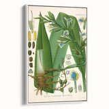 Botanical Art Prints - Vintage Elettaria Cardamomum Illustration Art