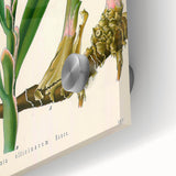 Botanical Art Prints - Vintage Alpinia Officinarum Illustration Art