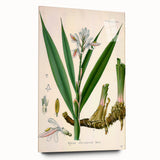 Botanical Art Prints - Vintage Alpinia Officinarum Illustration Art