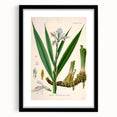 Botanical Art Prints - Vintage Alpinia Officinarum Illustration Art