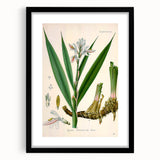 Botanical Art Prints - Vintage Alpinia Officinarum Illustration Art
