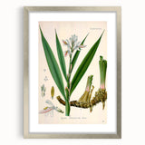Botanical Art Prints - Vintage Alpinia Officinarum Illustration Art