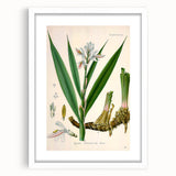 Botanical Art Prints - Vintage Alpinia Officinarum Illustration Art