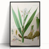 Botanical Art Prints - Vintage Alpinia Officinarum Illustration Art