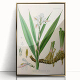 Botanical Art Prints - Vintage Alpinia Officinarum Illustration Art