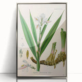 Botanical Art Prints - Vintage Alpinia Officinarum Illustration Art