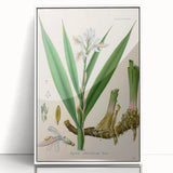 Botanical Art Prints - Vintage Alpinia Officinarum Illustration Art